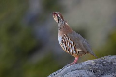 2023-Madeira-017