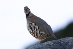 2023-Madeira-018