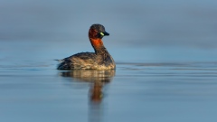 20210421_DS_2626-CR2_DxO_DeepPRIME_5K