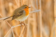 20170116_DS_9648_45x30