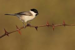20200315_DS_3026_45x30