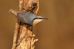 20200317_DS_3490_45x30