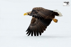 20150105_5D_9459_45x30