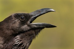 20200422_DS_5163_45x30