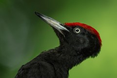 20200512_DS_9250_45x30