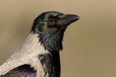 20201121_DS_6826_5K