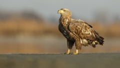 2021-Sasok-uveg-nelkul-005