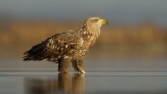2021-Sasok-uveg-nelkul-021