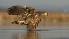 2021-Sasok-uveg-nelkul-025