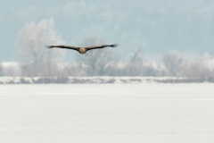 20170116_DS_9430_45x30