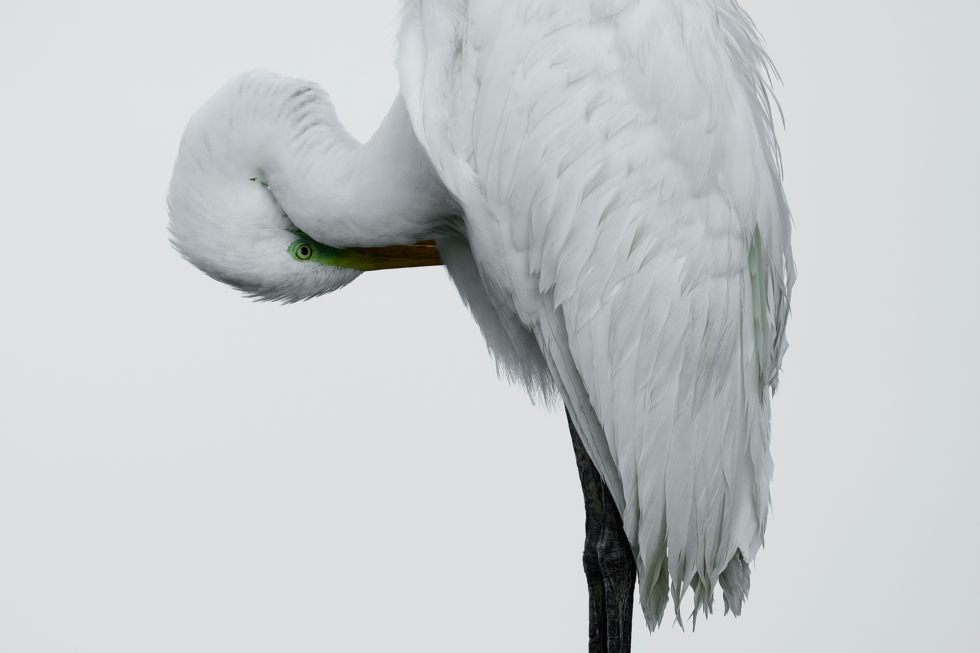 Nagy kócsag, Great White Egret, Silberreiher, Egretta alba