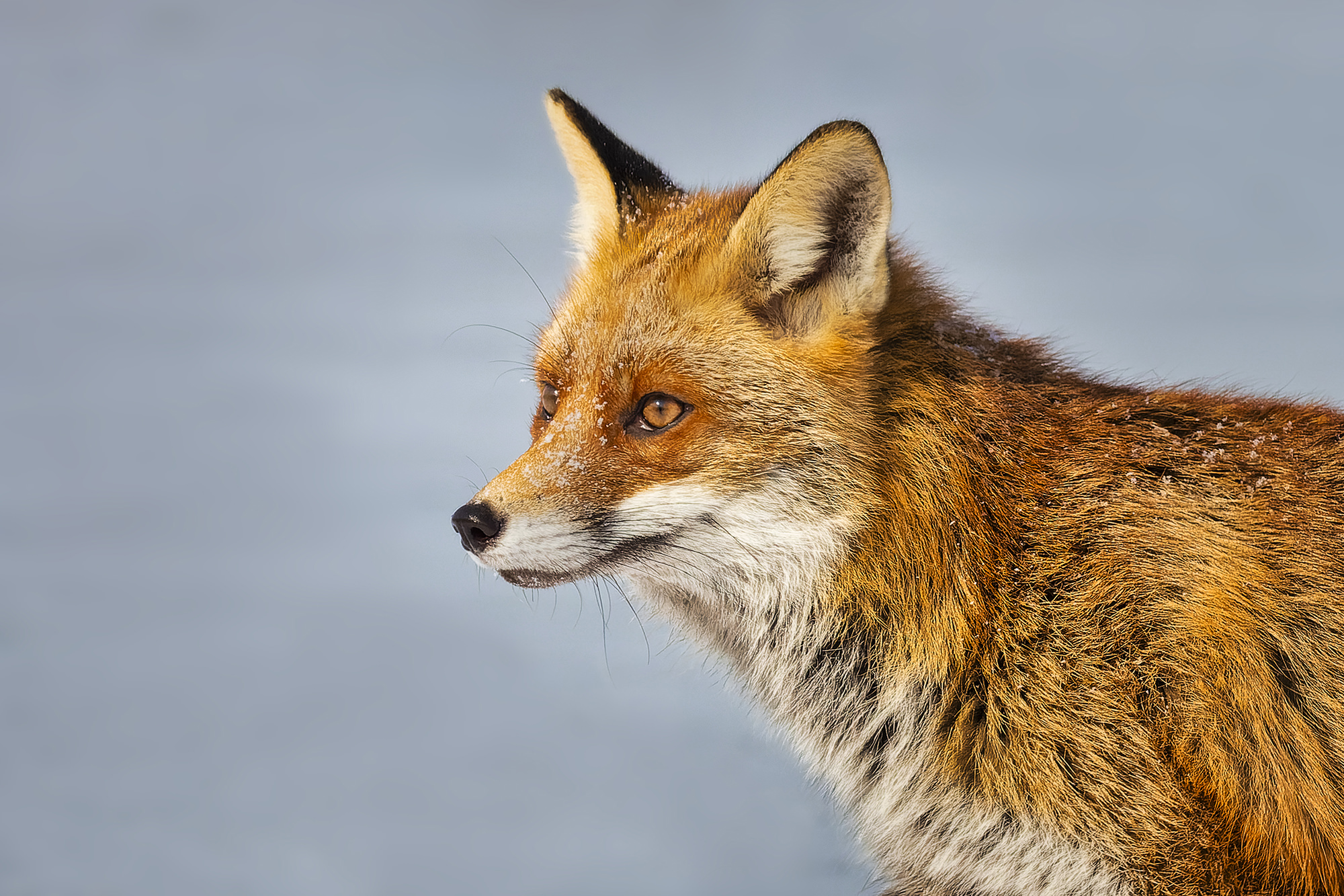 Vörös róka, Red Fox, Rotfuchs, Vulpes vulpes