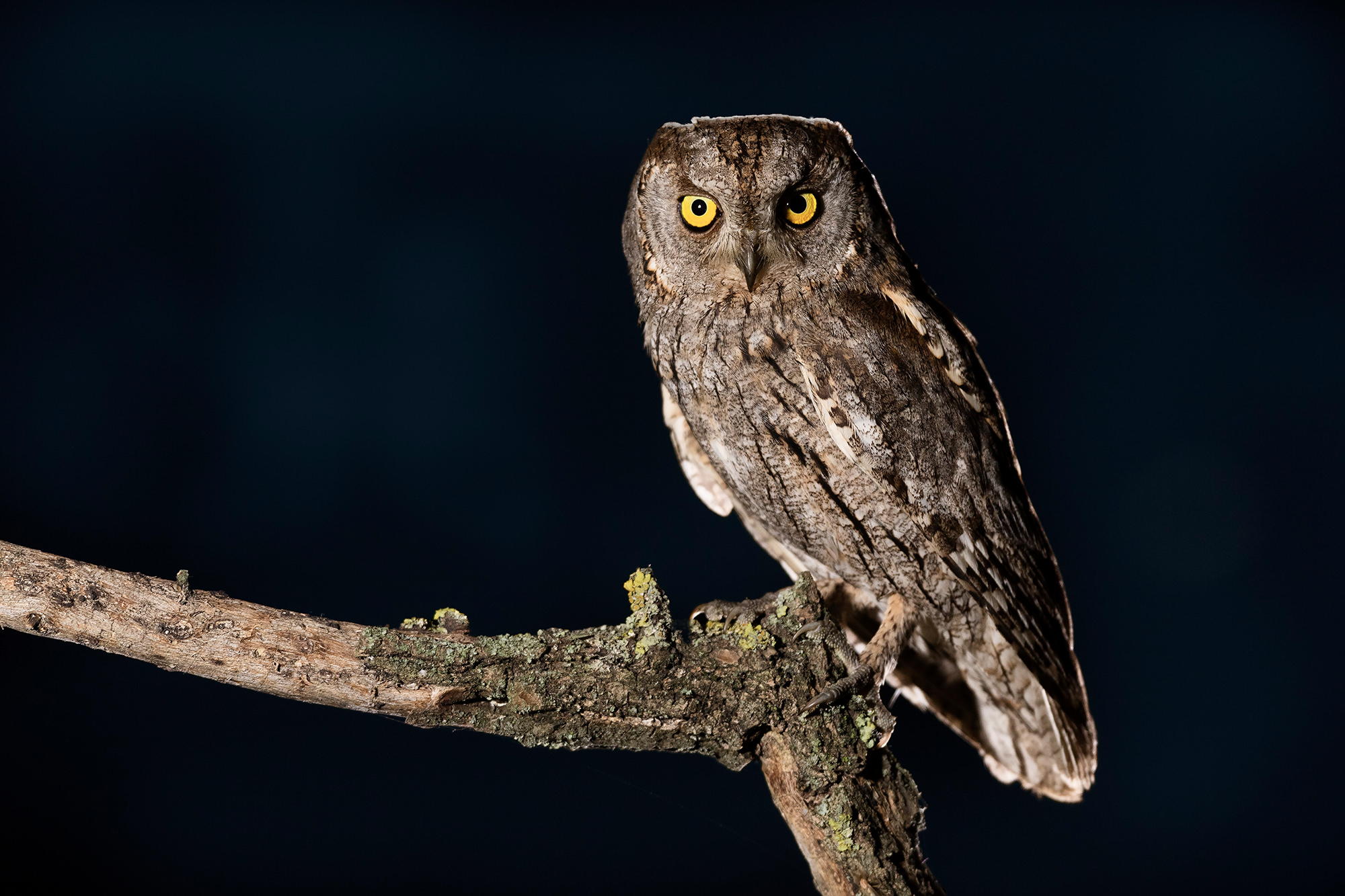 Füleskuvik, Eurasian Scops Owl, Zwergohreule, Otus scops